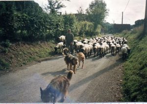 Troupeau de moutons